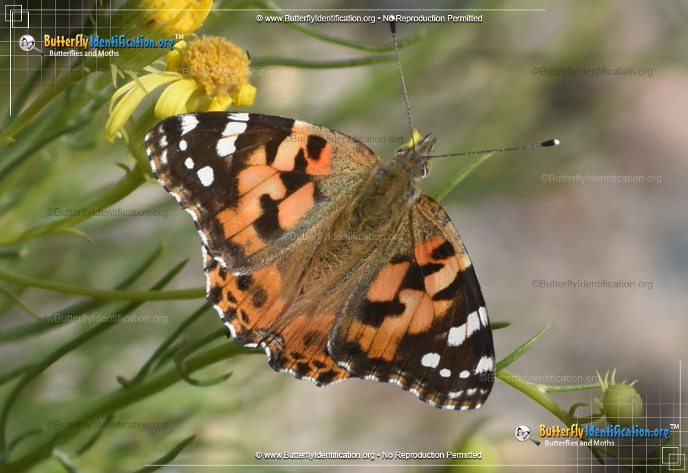 Full-sized image #4 of the Painted Lady Butterfly