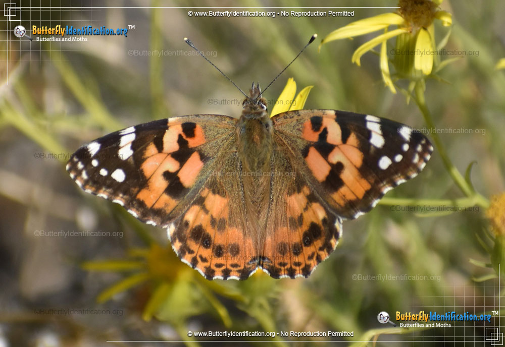 Full-sized image #1 of the Painted Lady Butterfly