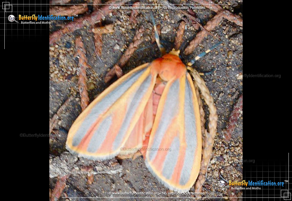 Full-sized image #2 of the Painted Lichen Moth