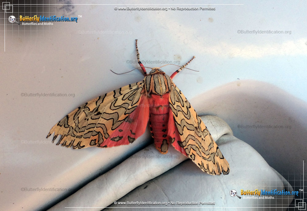 Full-sized image #1 of the Painted Tiger Moth