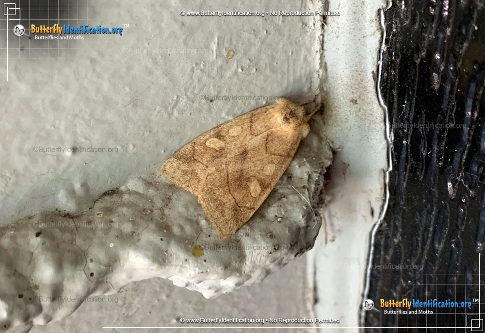 Full-sized image #1 of the Pale Enargia Moth