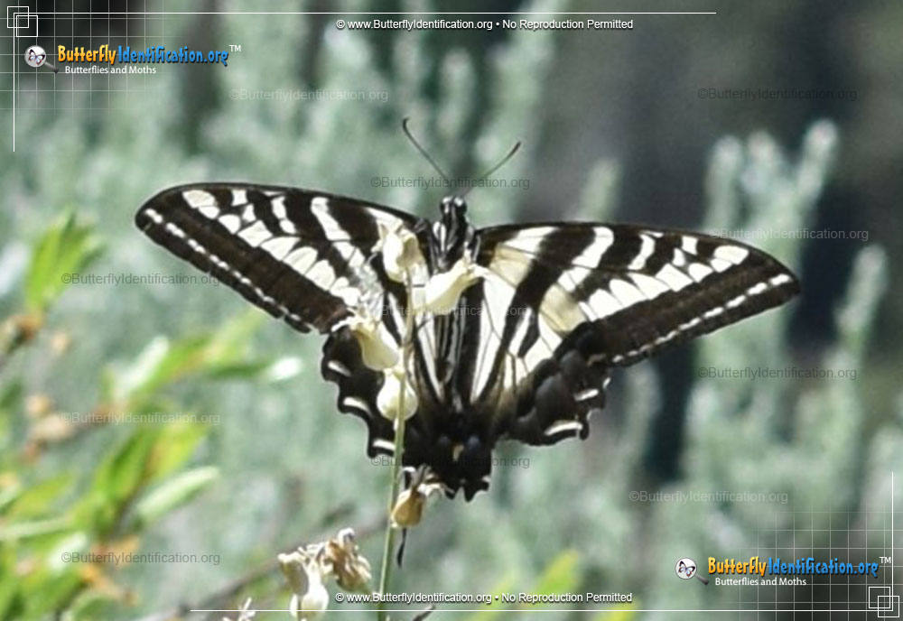 Full-sized image #2 of the Pale Tiger Swallowtail Butterfly