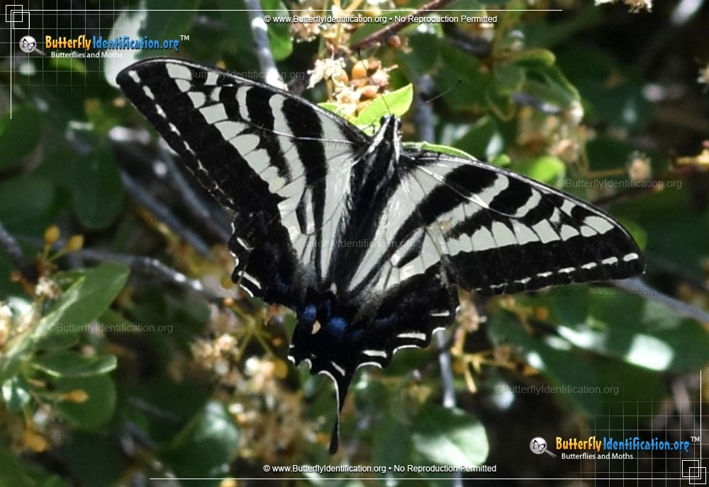 Full-sized image #5 of the Pale Tiger Swallowtail Butterfly