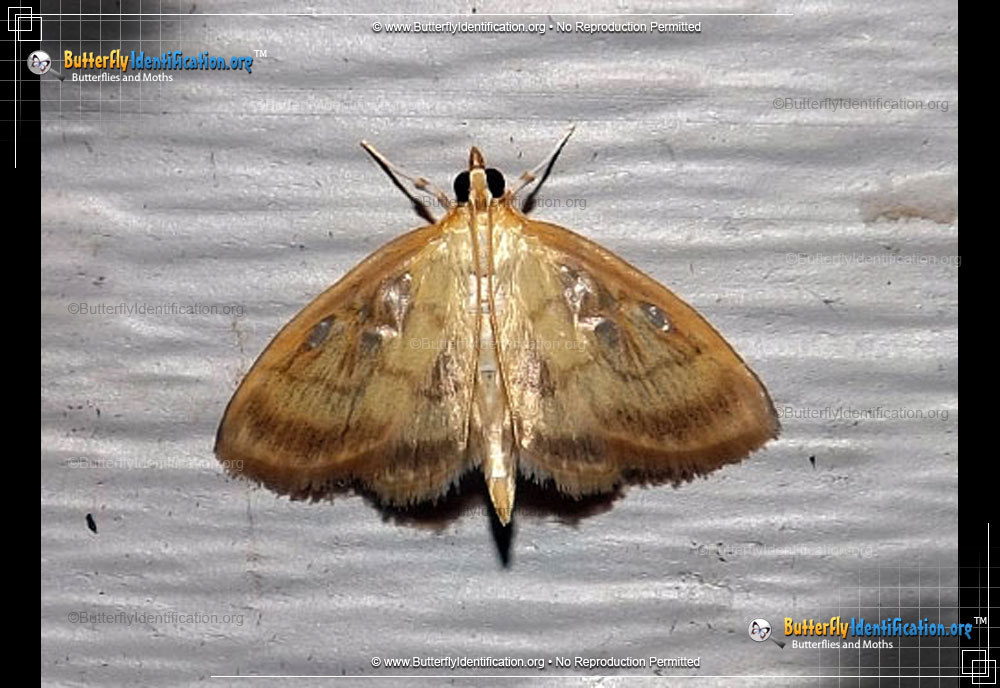 Full-sized image #1 of the Pale-winged Crocidophora Moth
