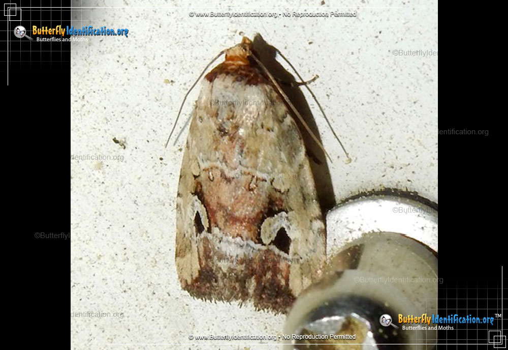 Full-sized image #1 of the Pale-winged Midget Moth