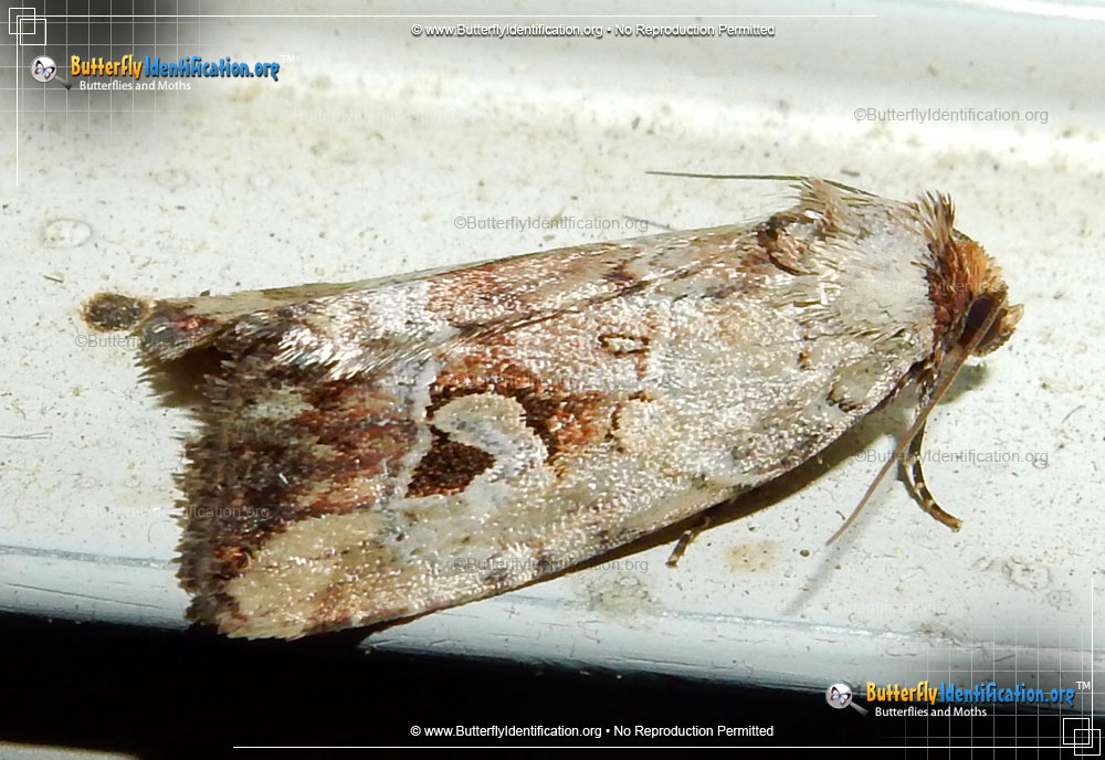 Full-sized image #2 of the Pale-winged Midget Moth