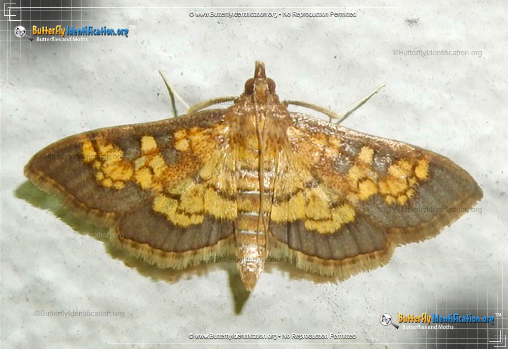 Full-sized image #1 of the Paler Diacme Moth