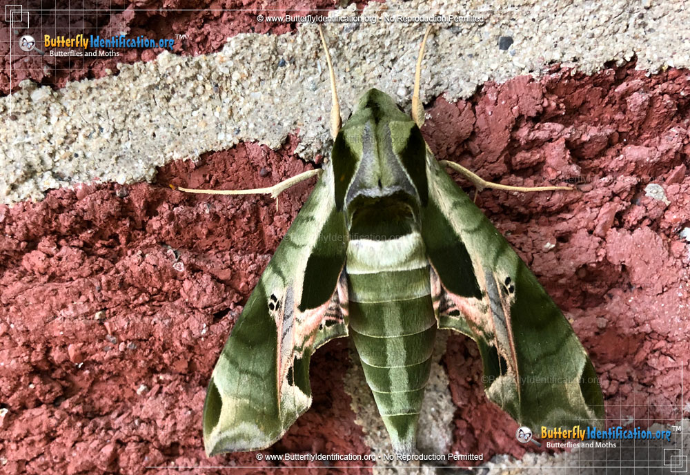 Full-sized image #3 of the Pandorus Sphinx Moth