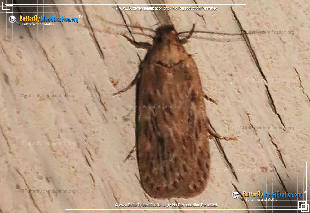Full-sized image #1 of the Parsnip Webworm Moth