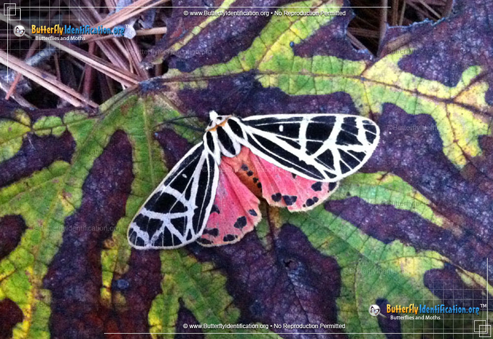Full-sized image #1 of the Parthenice Tiger Moth