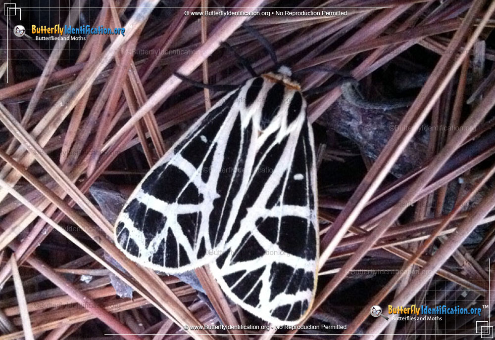 Full-sized image #2 of the Parthenice Tiger Moth