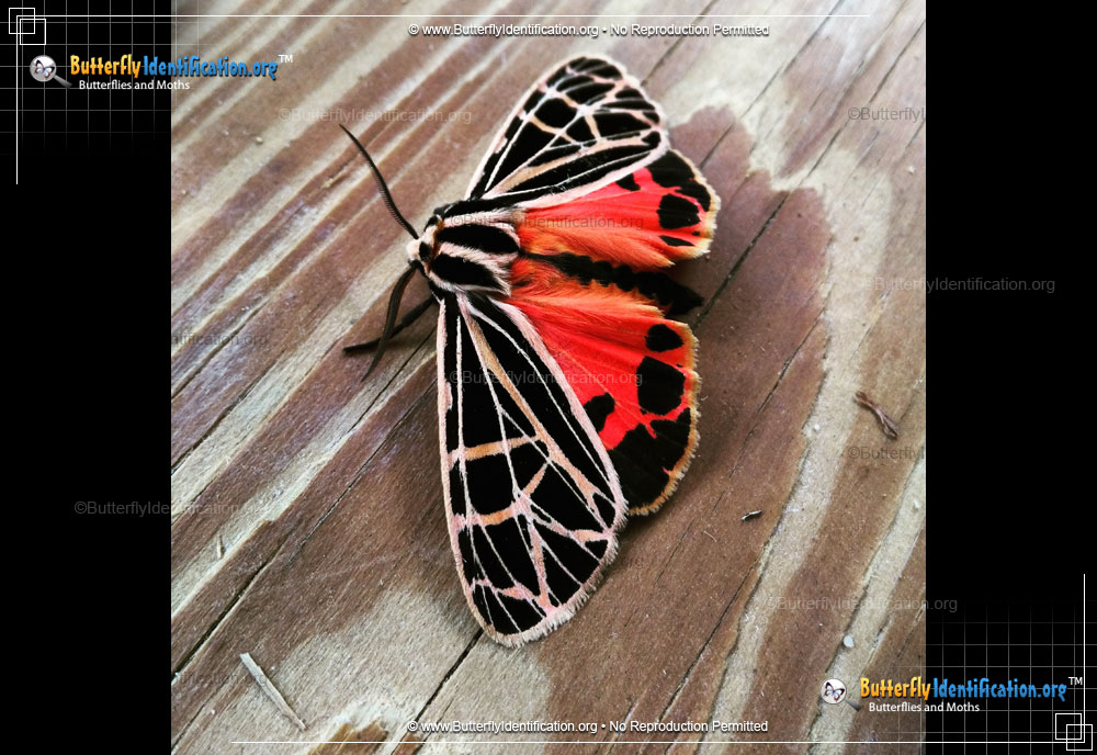 Full-sized image #3 of the Parthenice Tiger Moth
