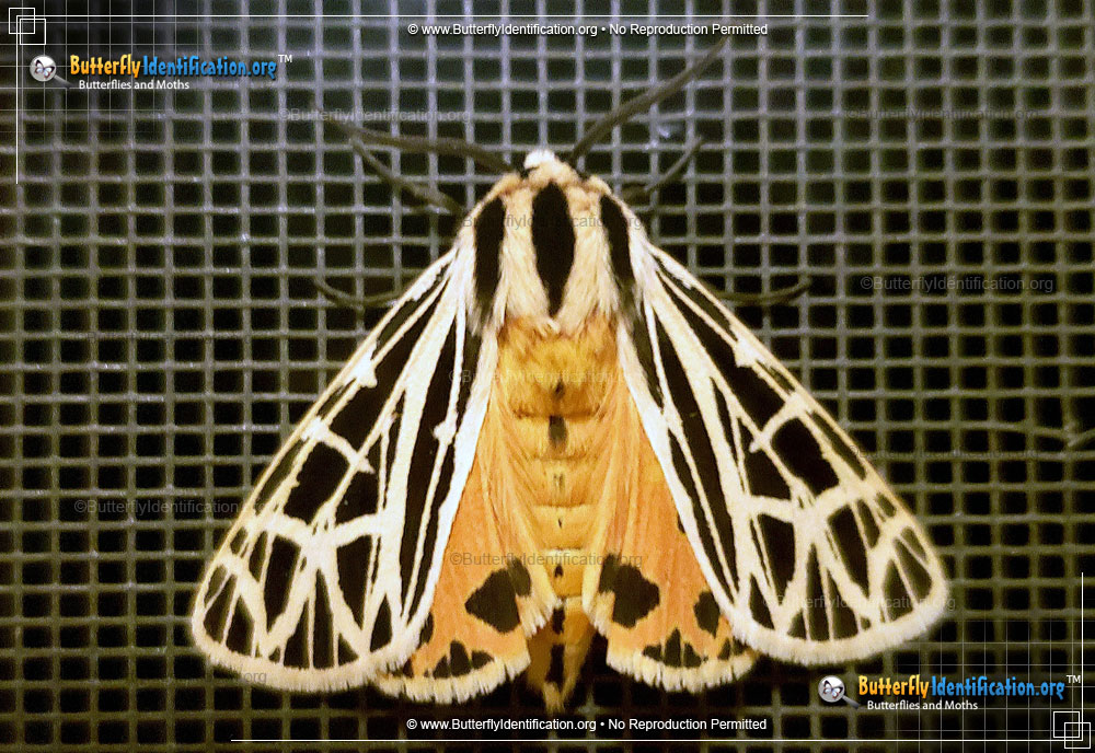 Full-sized image #4 of the Parthenice Tiger Moth