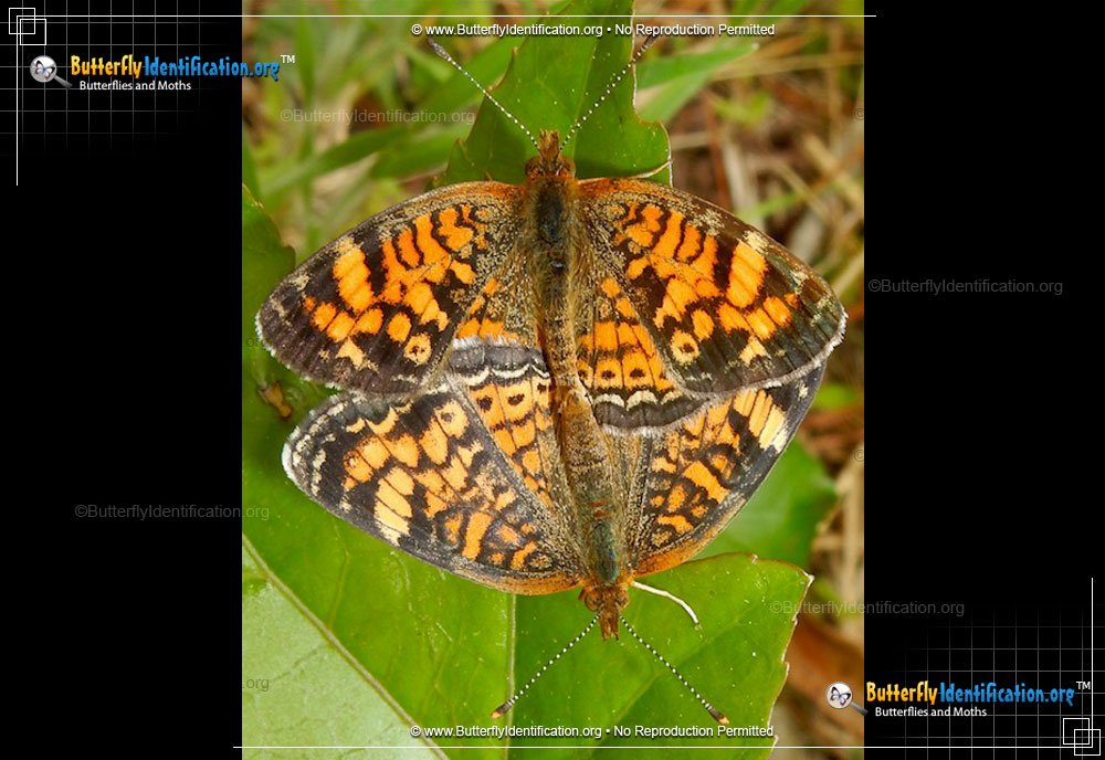 Full-sized image #2 of the Pearl Crescent Butterfly