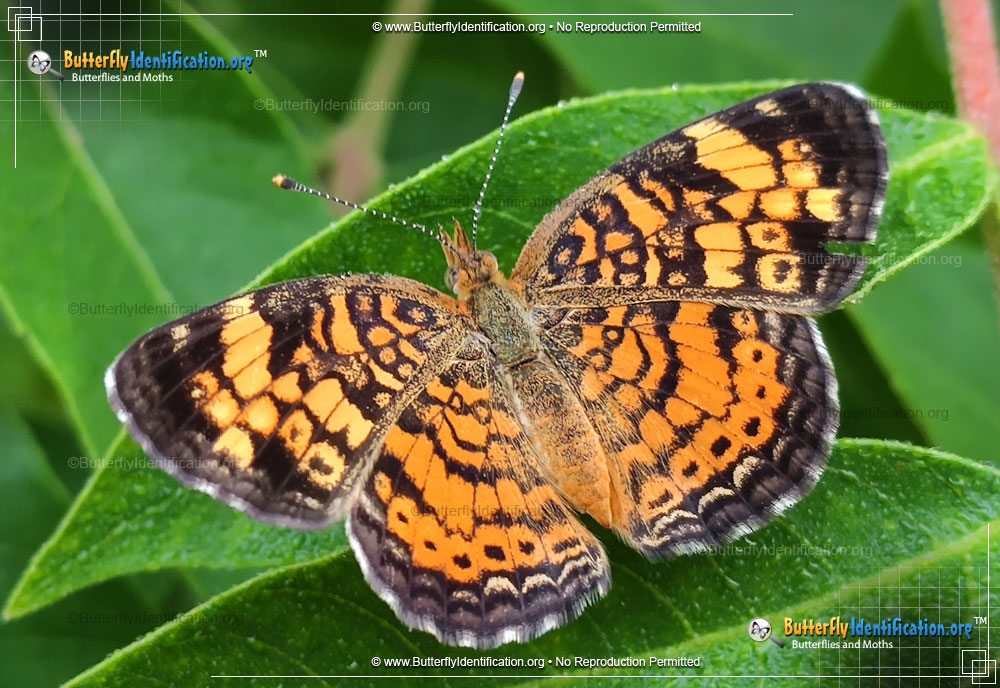 Full-sized image #1 of the Pearl Crescent Butterfly