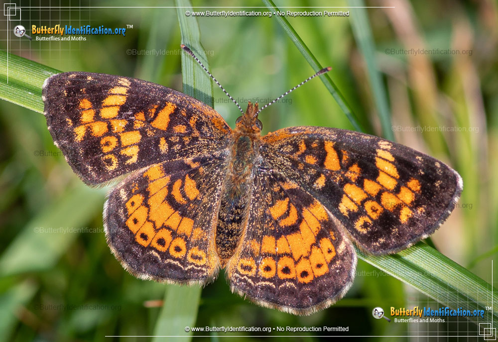 Full-sized image #5 of the Pearl Crescent Butterfly