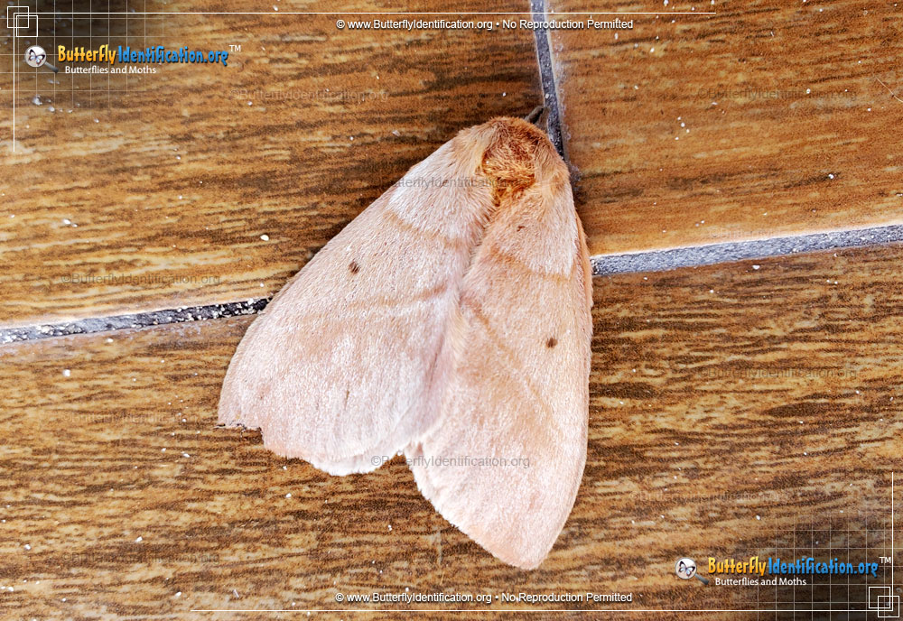 Full-sized image #1 of the Periphoba arcaei Moth