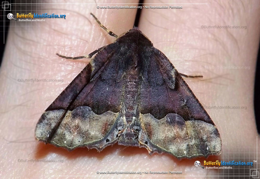 Full-sized image #1 of the Pero Moth