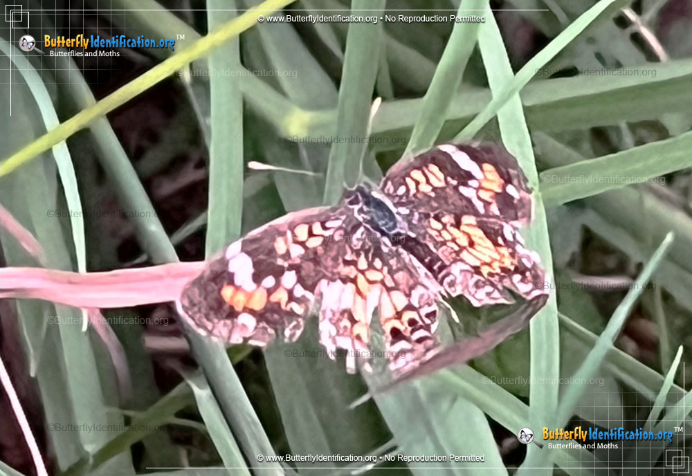 Full-sized image #1 of the Phaon Crescent Butterfly