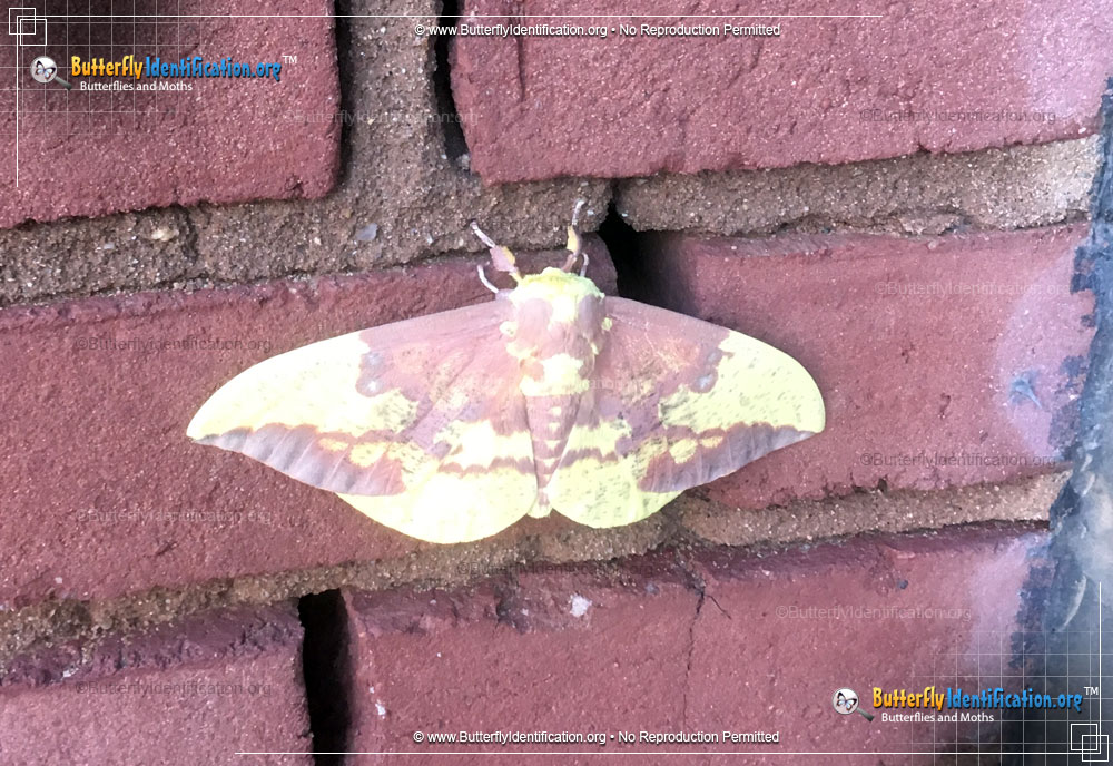 Full-sized image #1 of the Pine Imperial Moth
