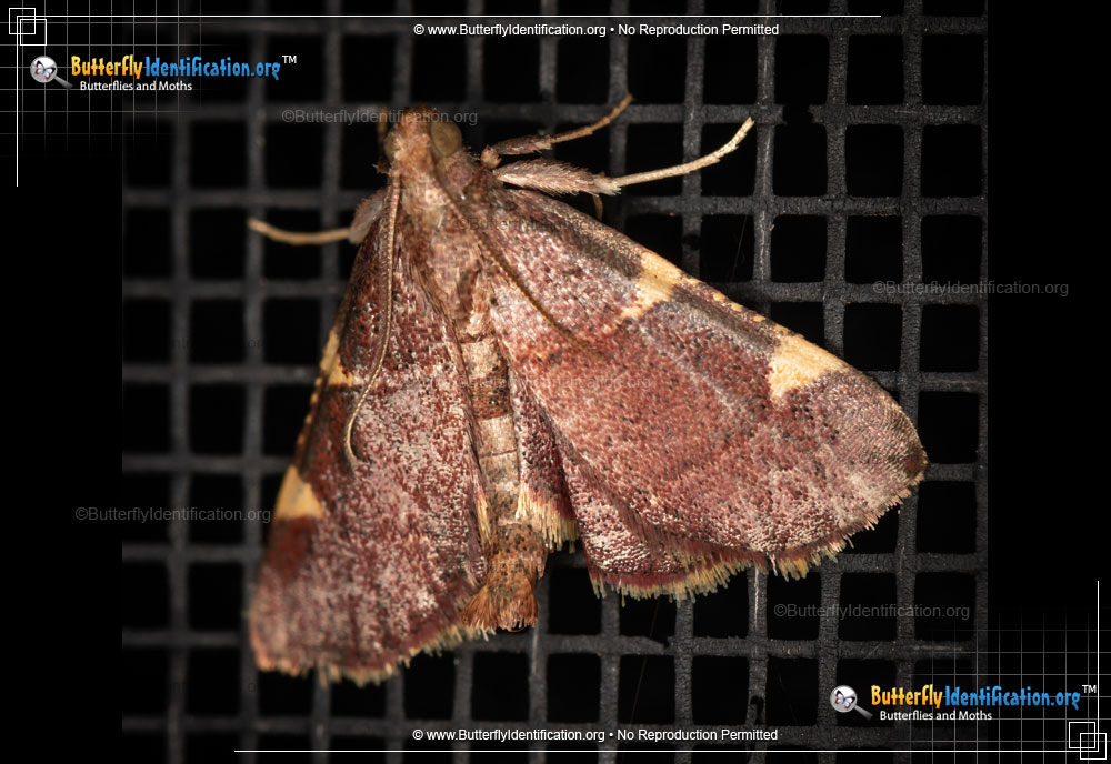 Full-sized image #1 of the Pink-fringed Dolichomia Moth