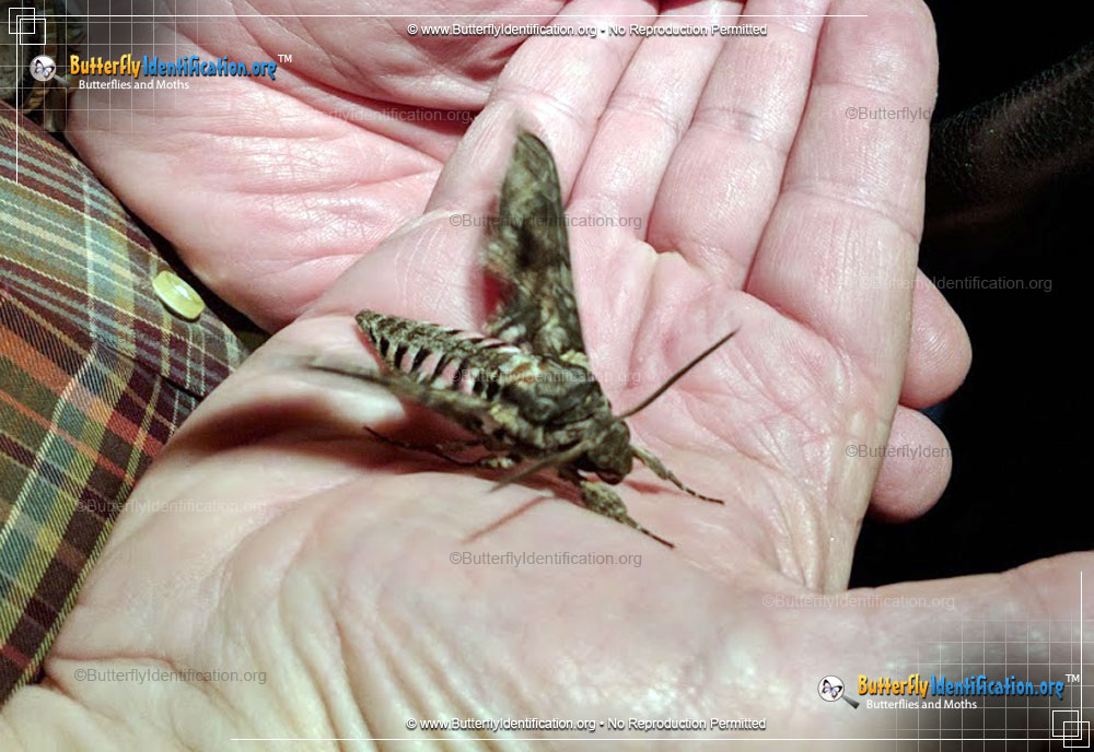 Full-sized image #3 of the Pink-spotted Hawkmoth