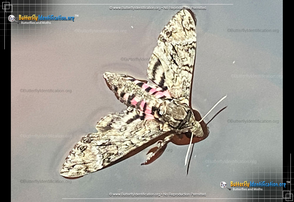 Full-sized image #4 of the Pink-spotted Hawkmoth