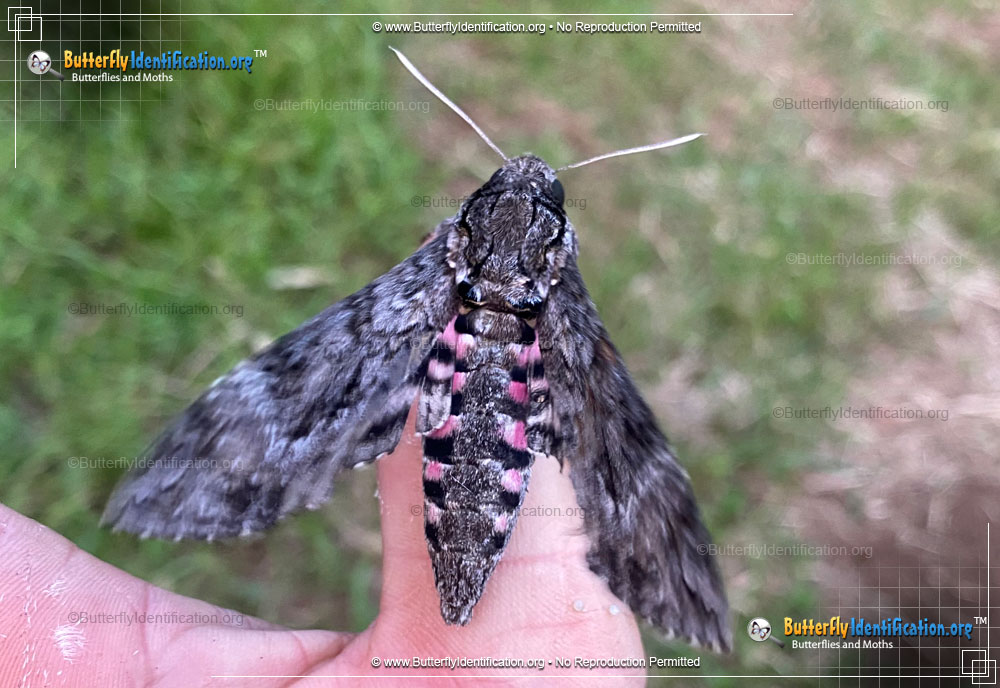 Full-sized image #1 of the Pink-spotted Hawkmoth