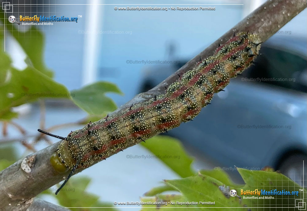 Full-sized caterpillar image of the Pink-striped Oakworm Moth