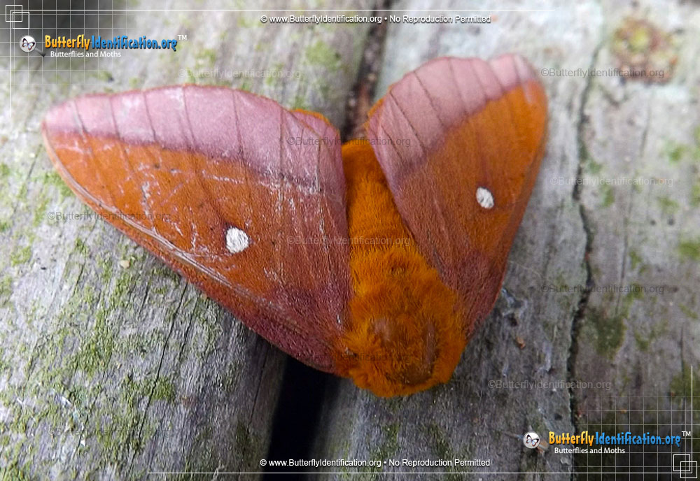 Full-sized image #1 of the Pink-striped Oakworm Moth