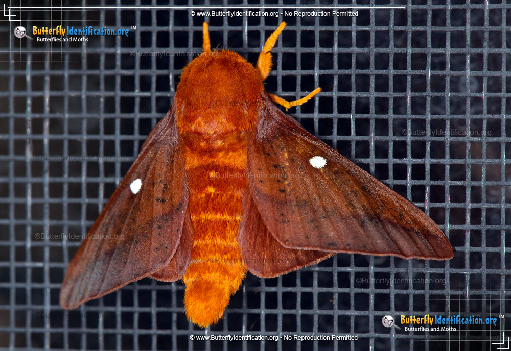 Full-sized image #2 of the Pink-striped Oakworm Moth