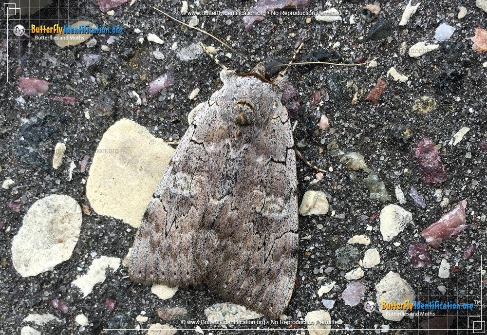 Full-sized image #1 of the Pink Underwing Moth