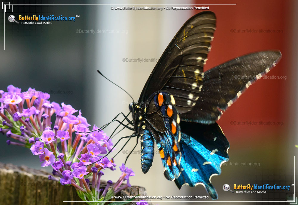 Full-sized image #3 of the Pipevine Swallowtail