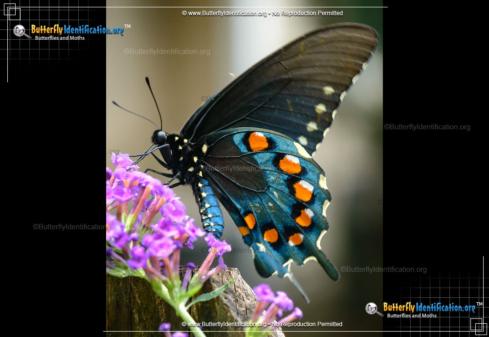 Full-sized image #1 of the Pipevine Swallowtail