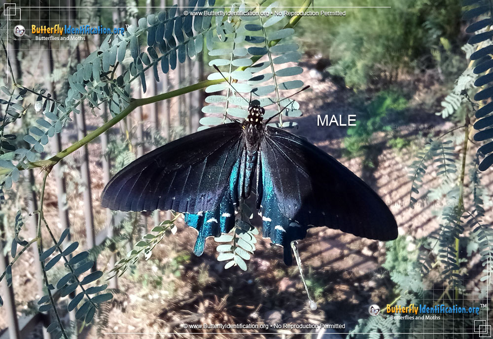 Full-sized image #4 of the Pipevine Swallowtail