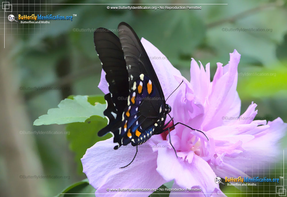 Full-sized image #2 of the Pipevine Swallowtail