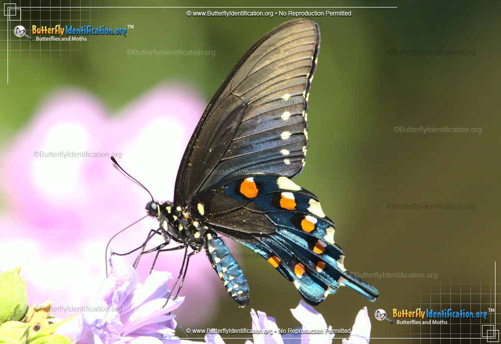 Full-sized image #5 of the Pipevine Swallowtail