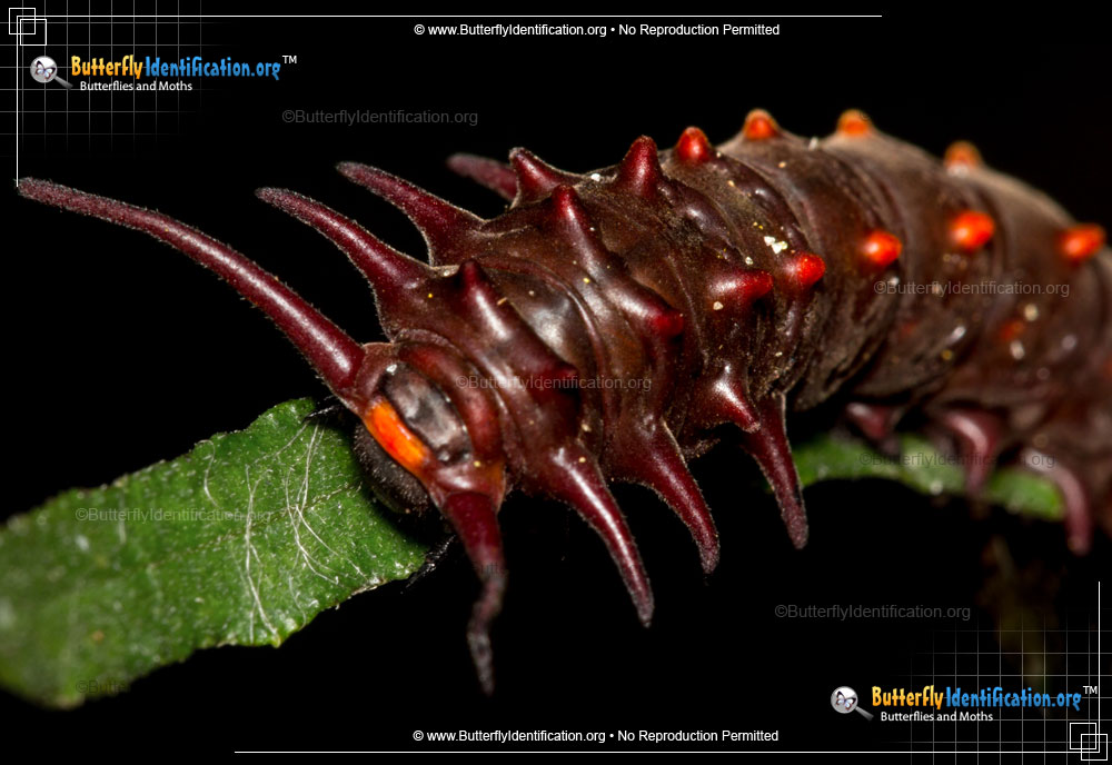 Full-sized caterpillar image of the Pipevine Swallowtail