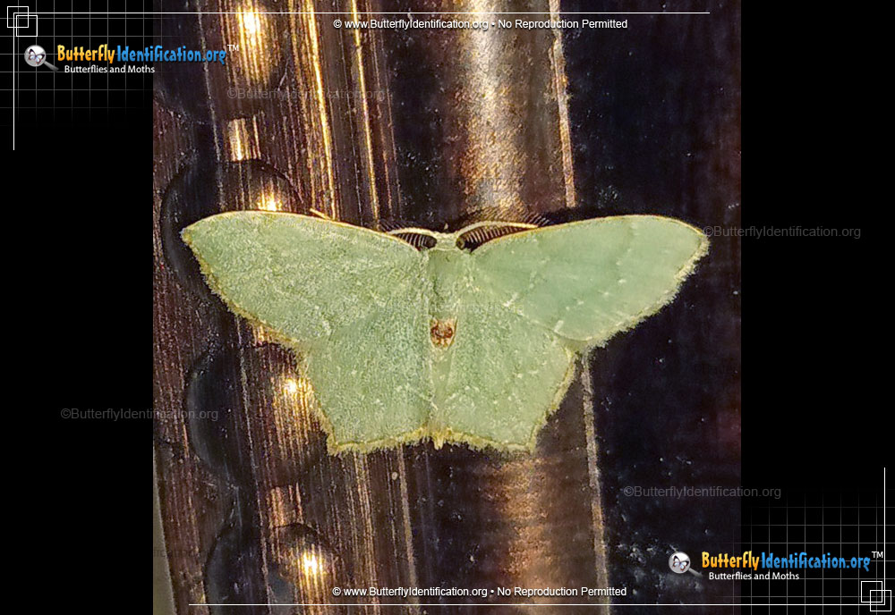 Full-sized image #1 of the Pistachio Emerald Moth