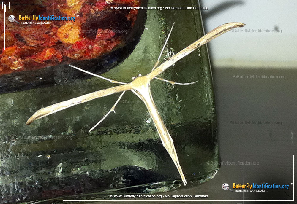 Full-sized image #1 of the Plume Moth