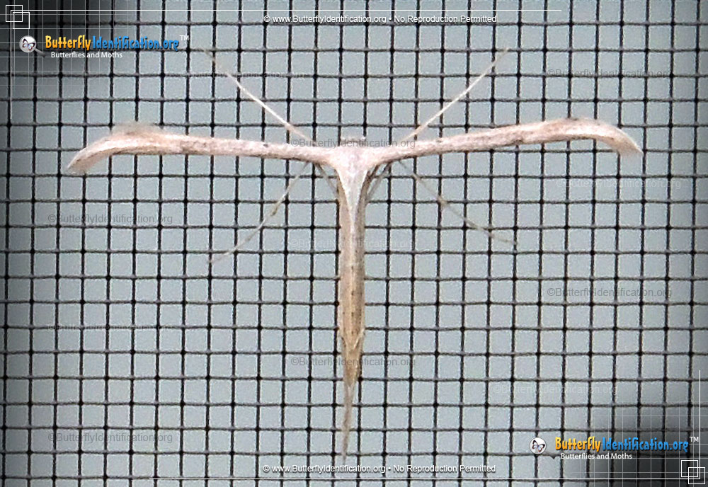 Full-sized image #2 of the Plume Moth