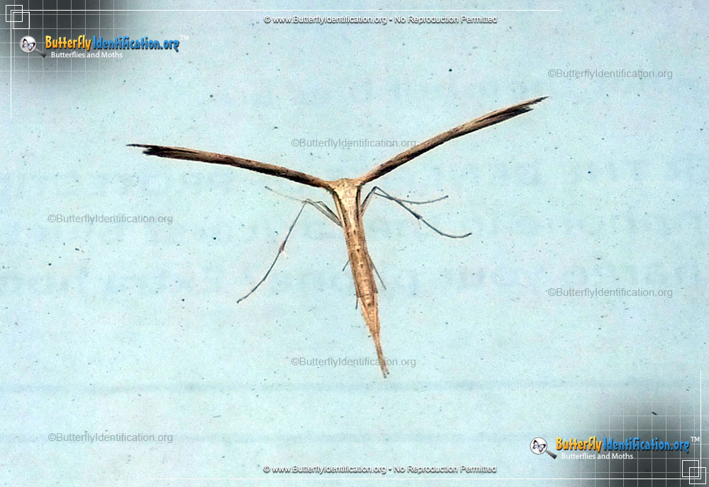 Full-sized image #5 of the Plume Moth