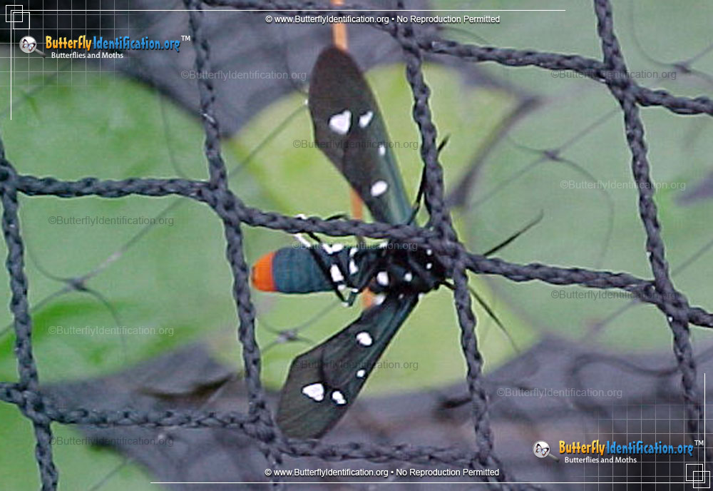 Full-sized image #3 of the Polka Dot Wasp Moth