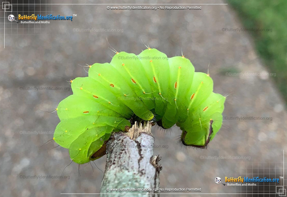 Full-sized caterpillar image of the Polyphemus Moth