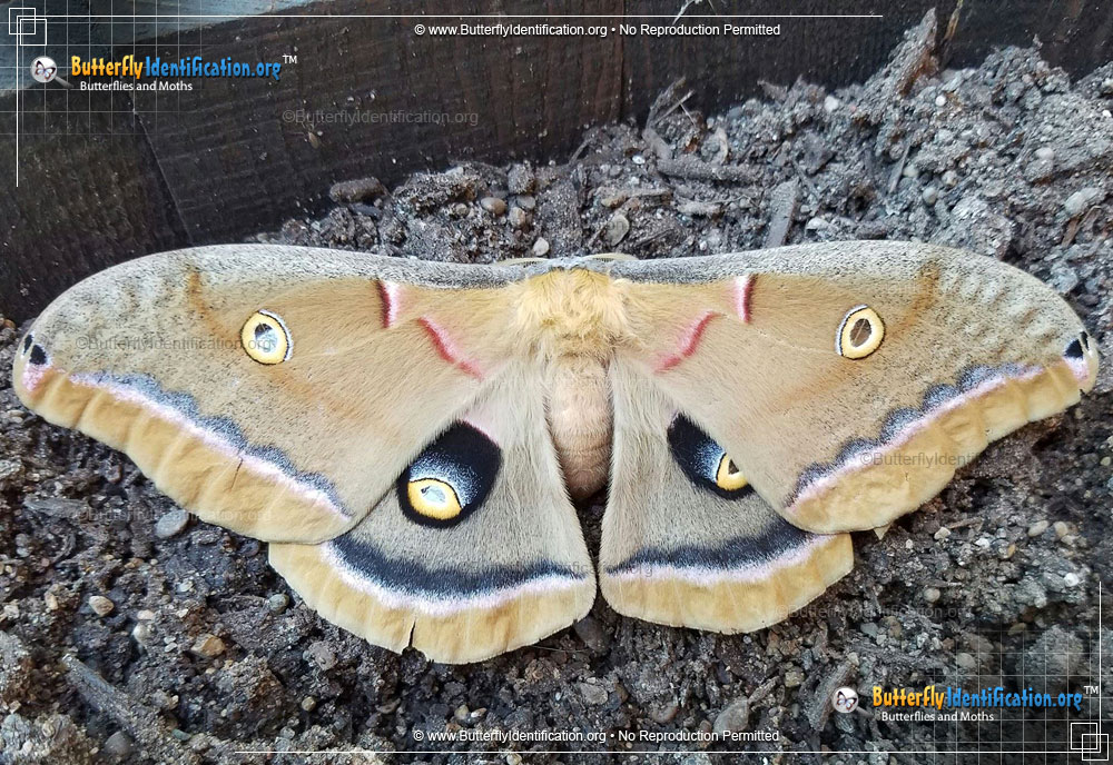 Full-sized image #2 of the Polyphemus Moth