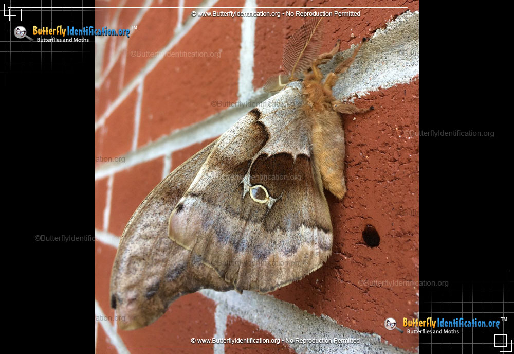 Full-sized image #3 of the Polyphemus Moth