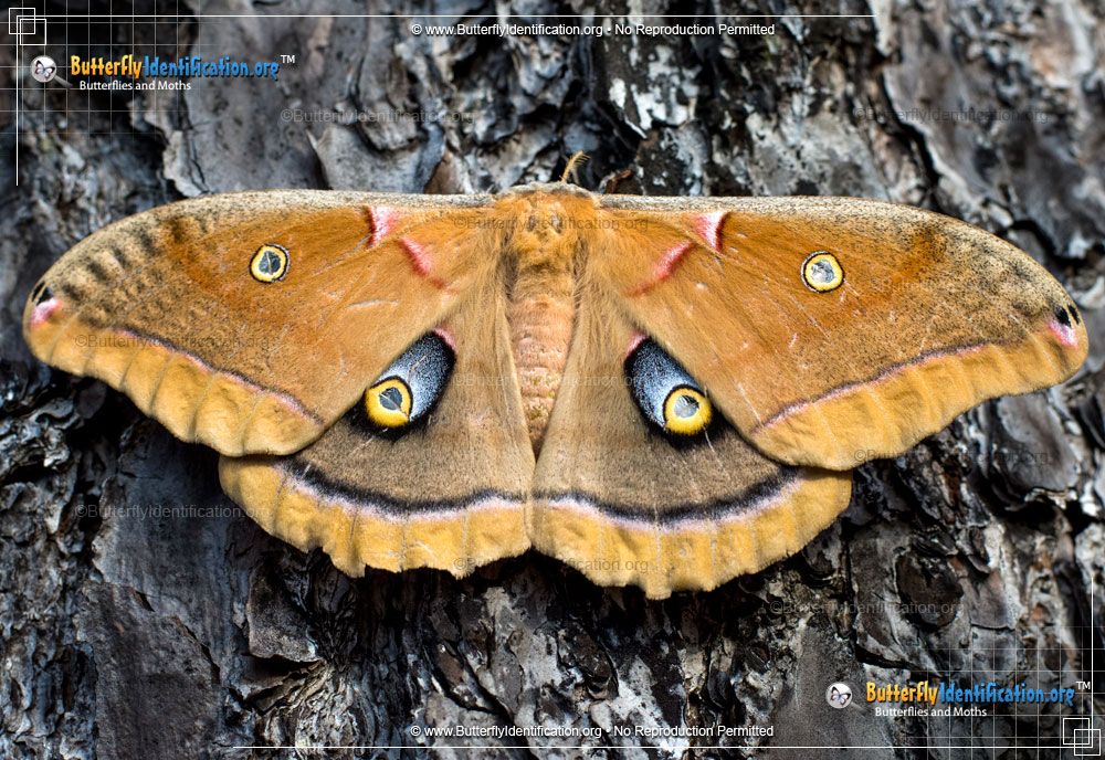 Full-sized image #4 of the Polyphemus Moth