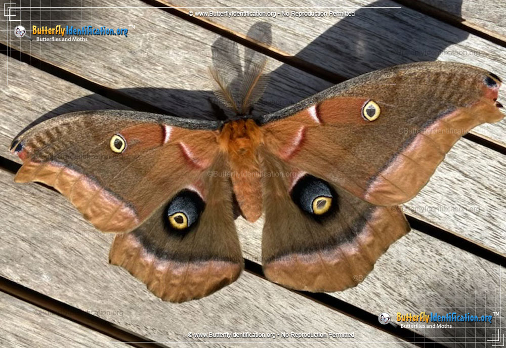 Full-sized image #6 of the Polyphemus Moth