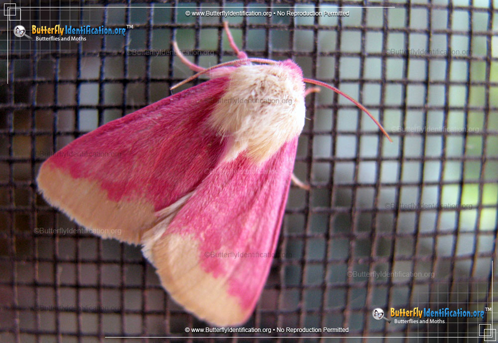 Full-sized image #1 of the Primrose Moth