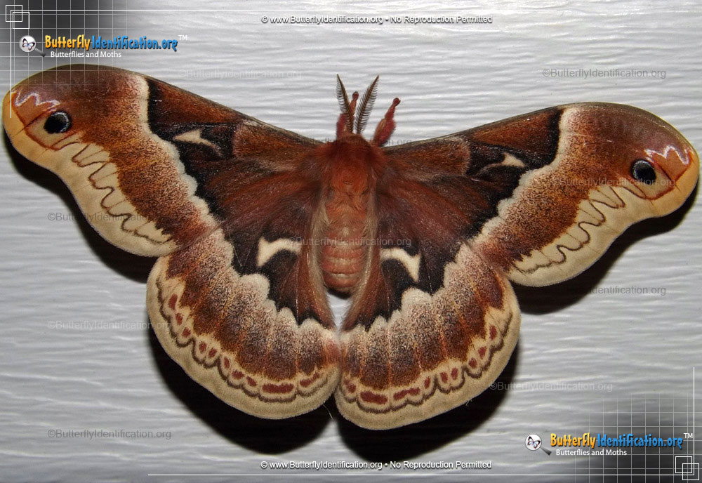 Full-sized image #1 of the Promethea Moth